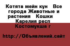 Котята мейн кун - Все города Животные и растения » Кошки   . Карелия респ.,Костомукша г.